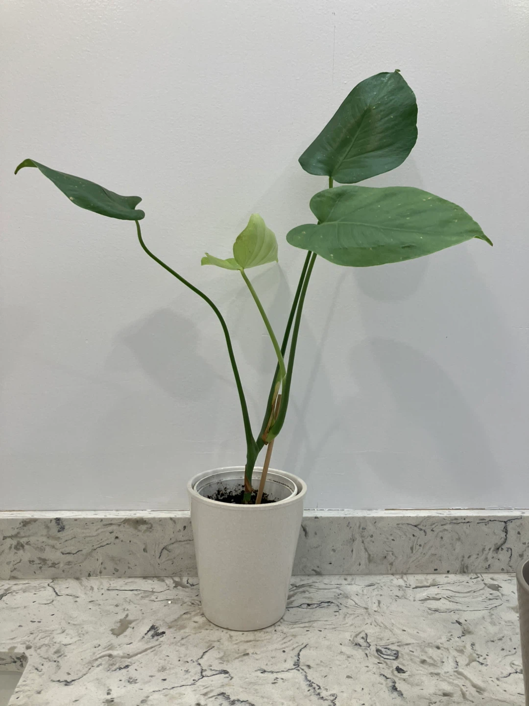 Monstera Houseplant - photo 3