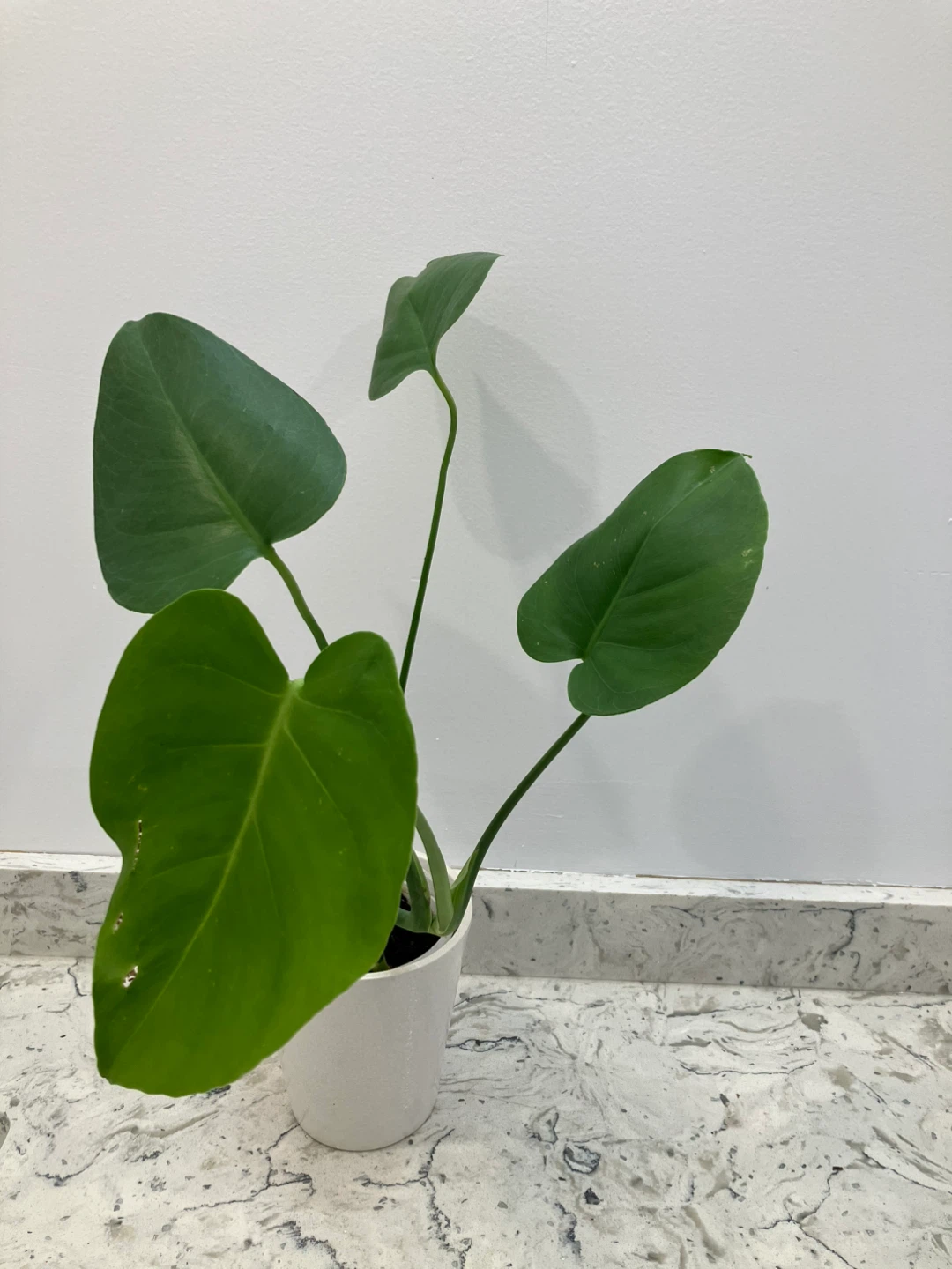 Monstera Houseplant - photo 4