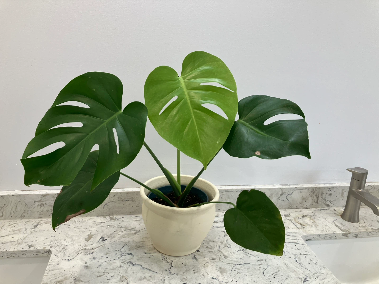 Monstera Deliciosa Plant