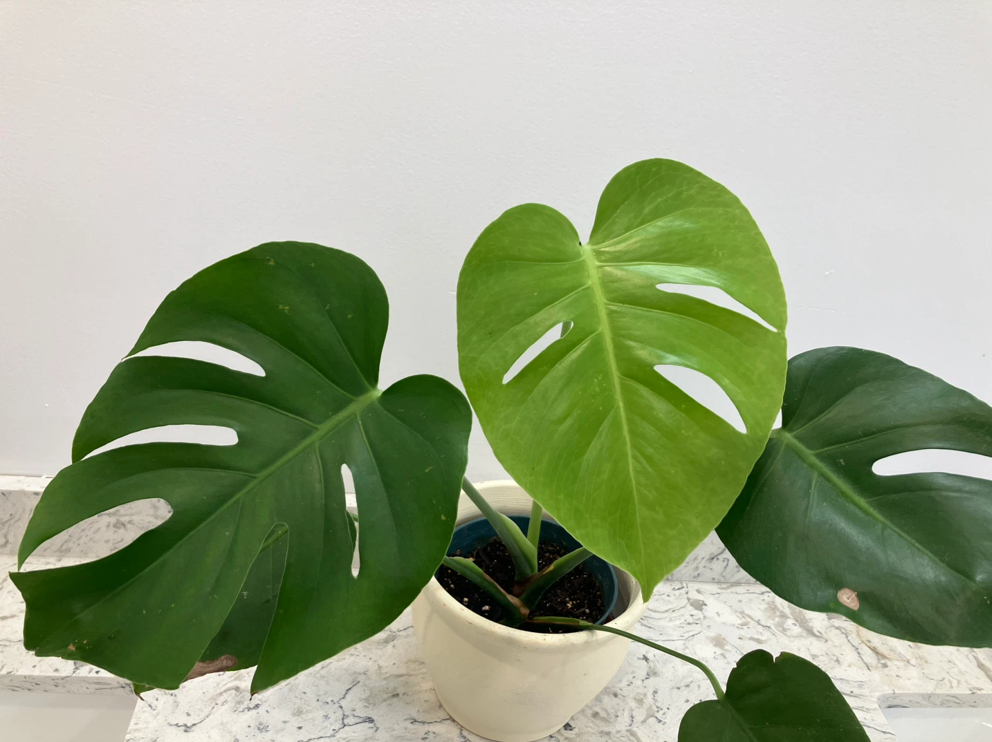 Monstera Deliciosa Plant - photo 2