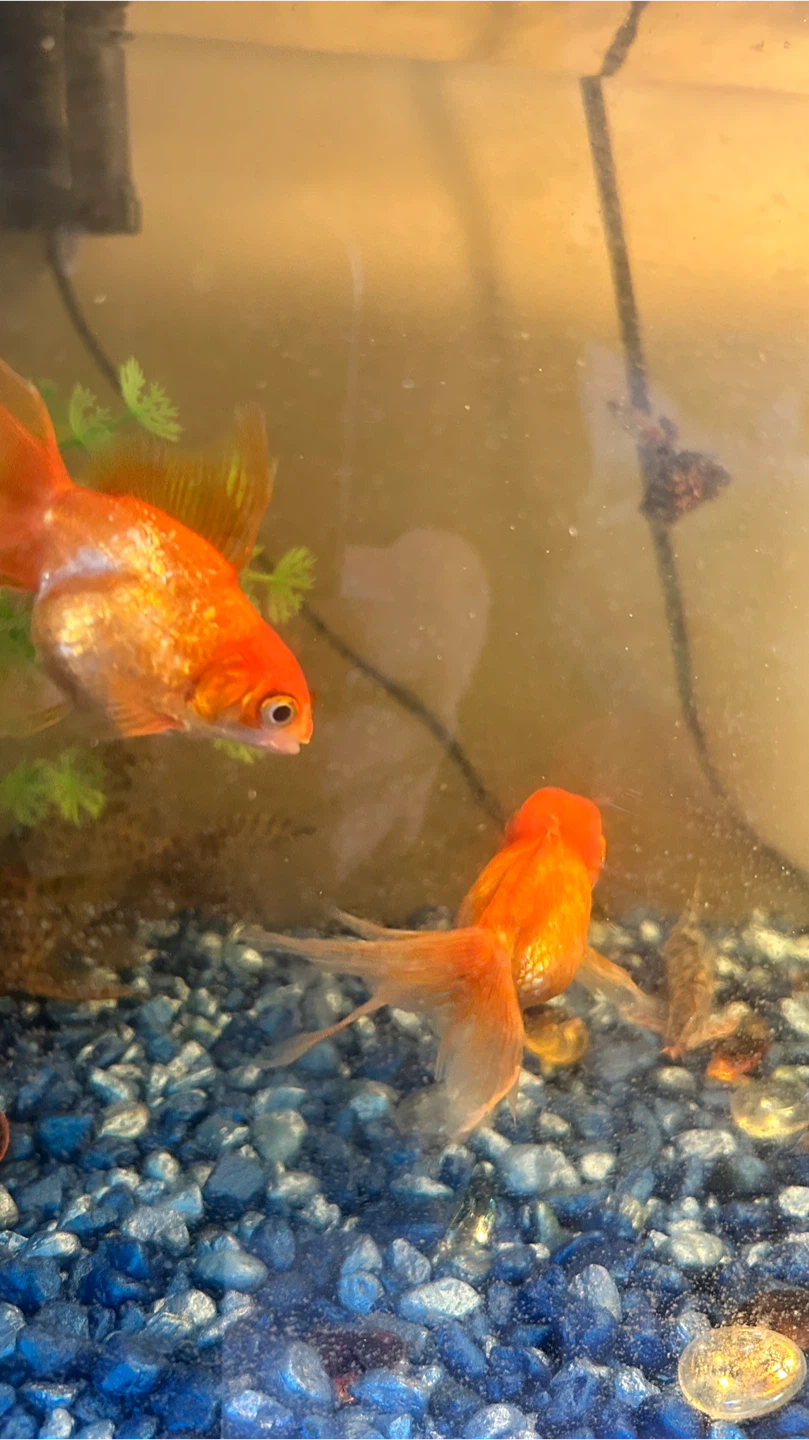 Gold fish