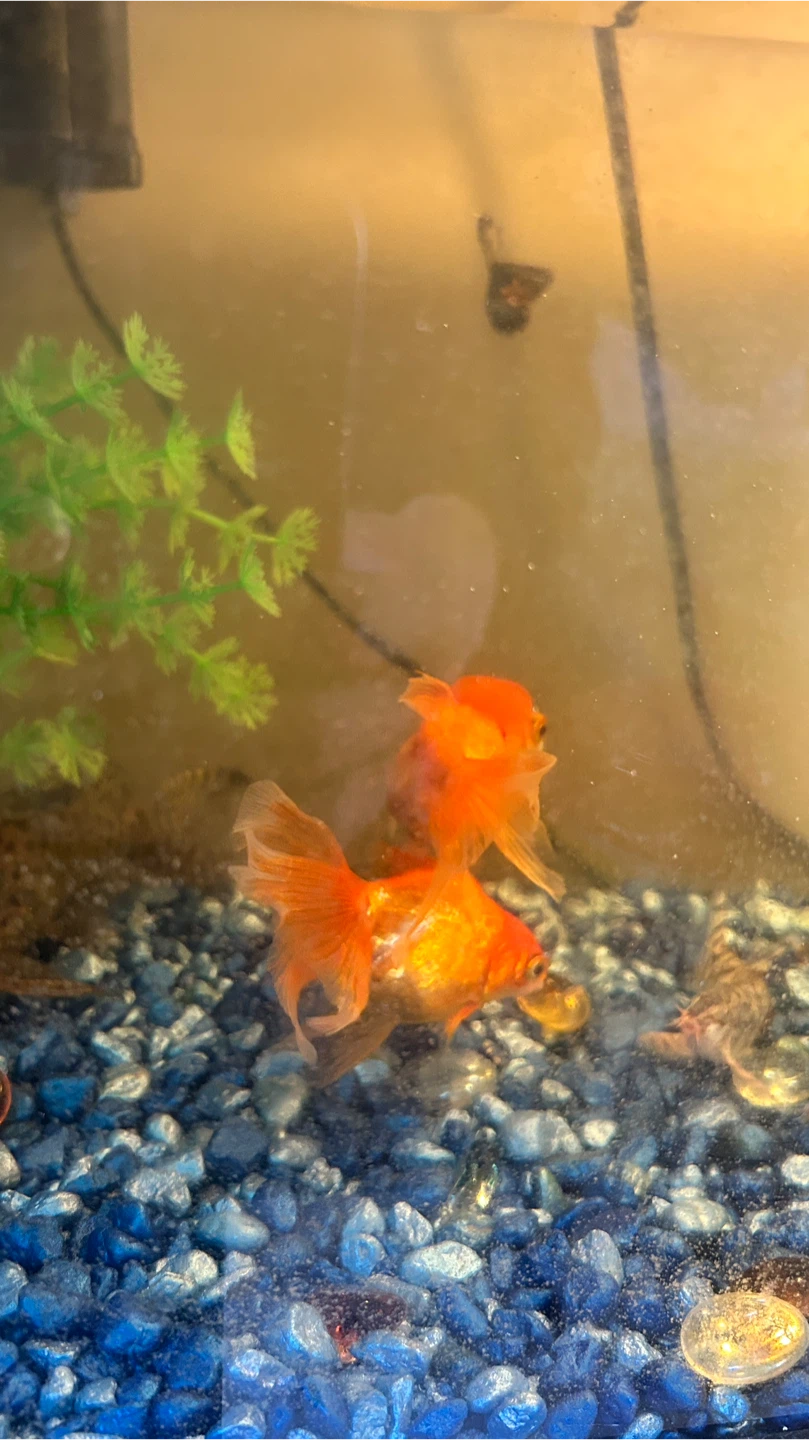 Gold fish - photo 2