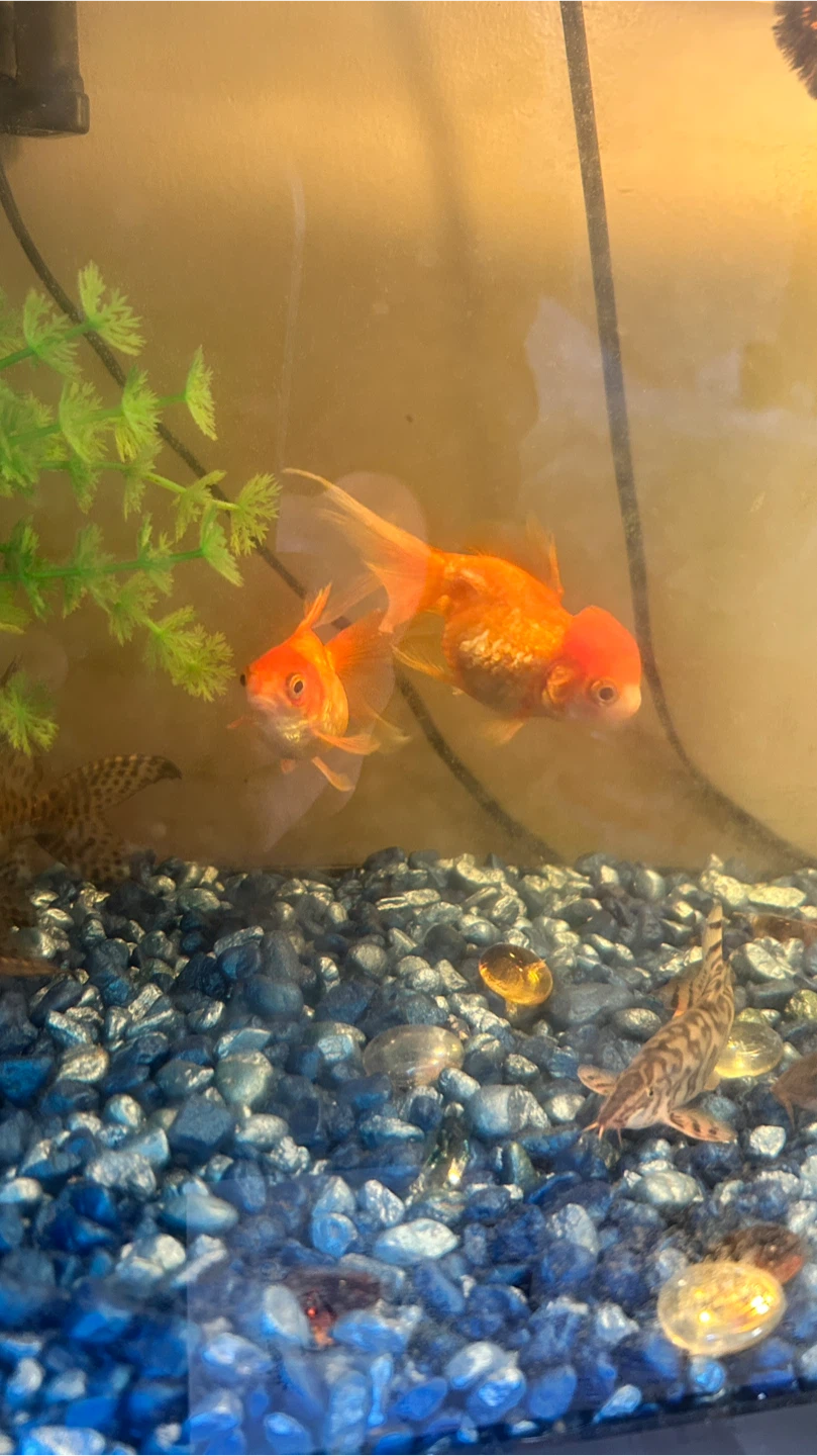Gold fish - photo 3