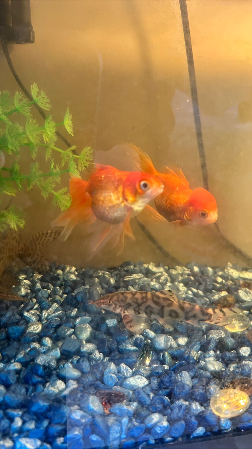 Gold fish - photo 4
