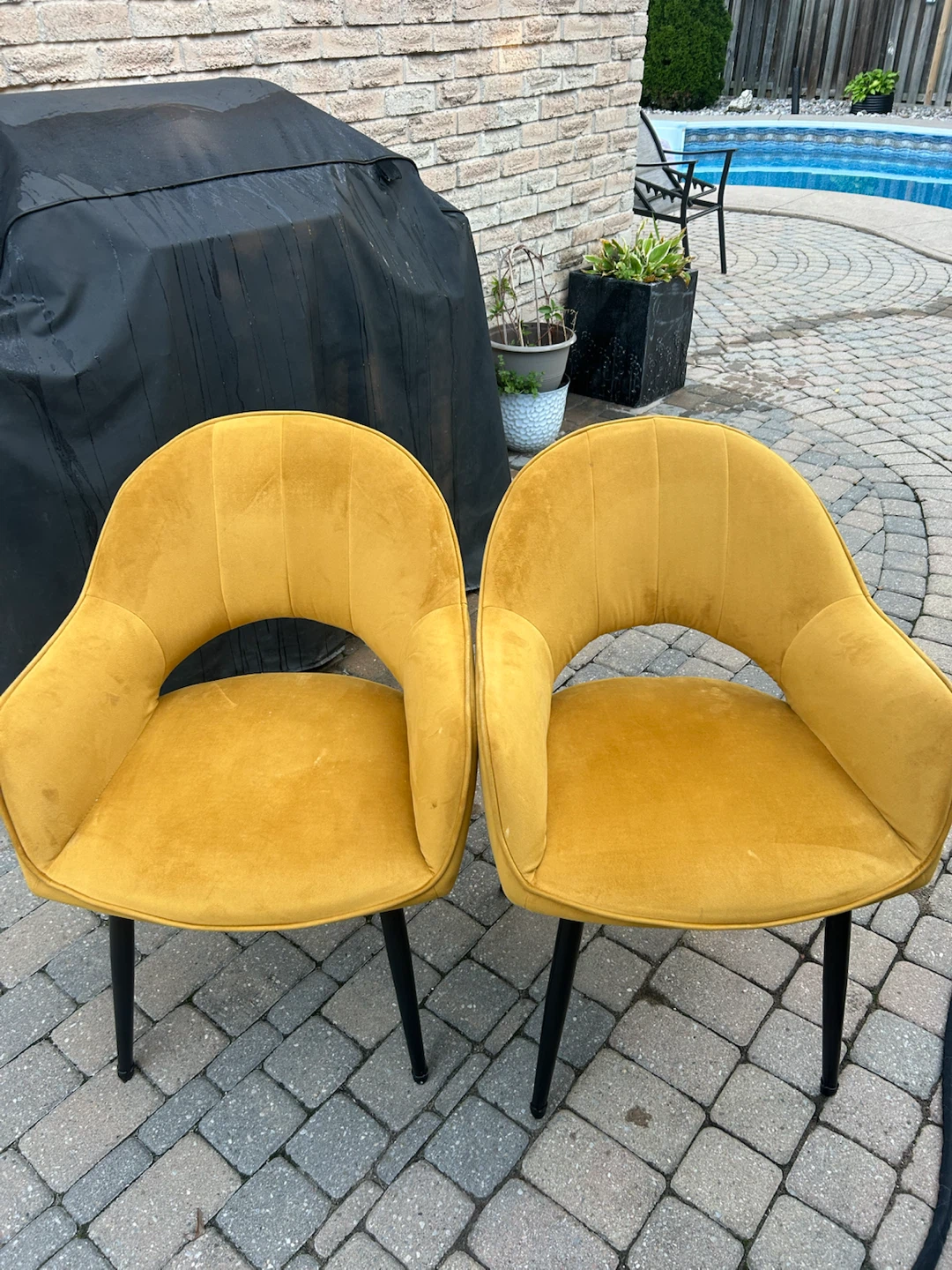 Two Mustard Yellow Velvet Accent Chairs