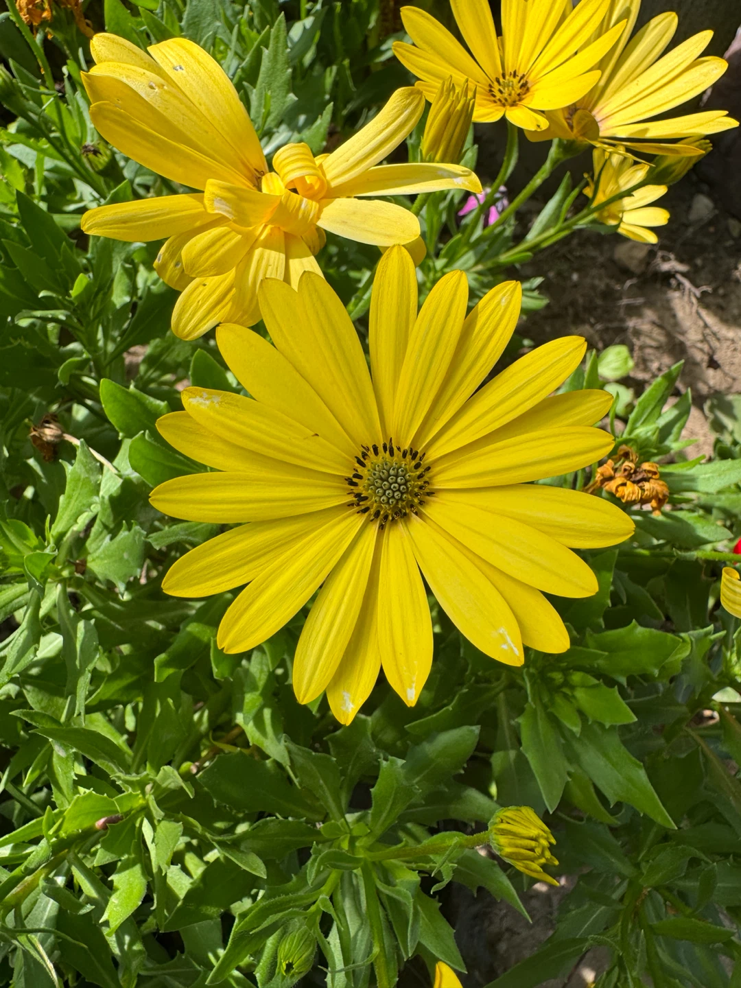 Yard and garden work for sale