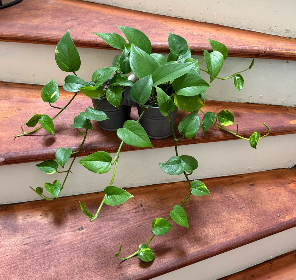 Photos plant