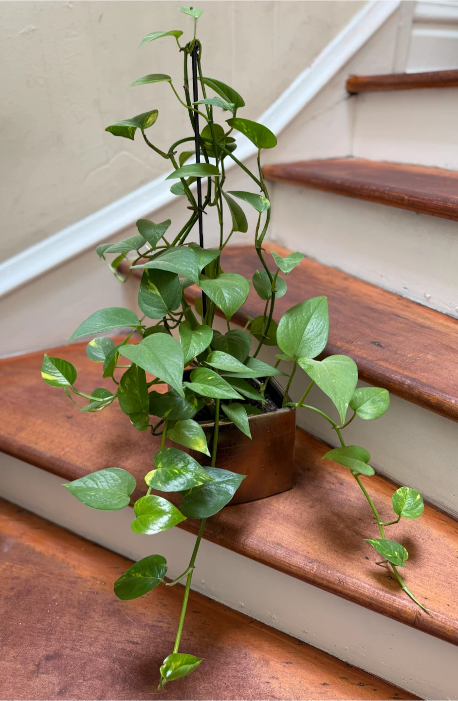 Photos plants