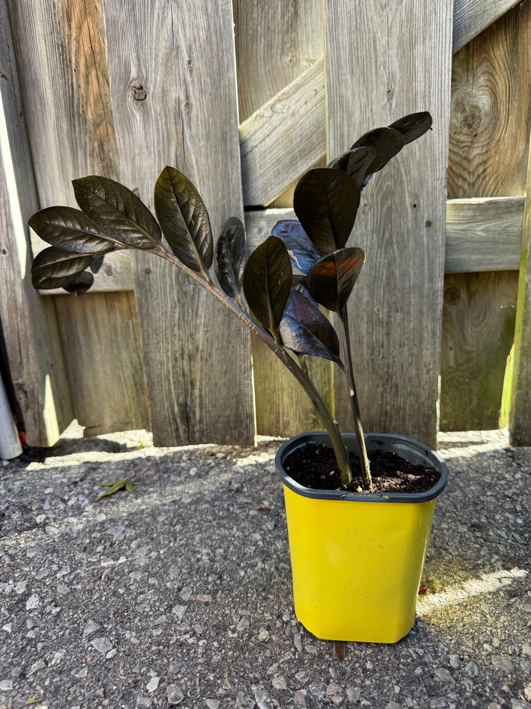 Raven ZZ Indoor Houseplant - photo 3