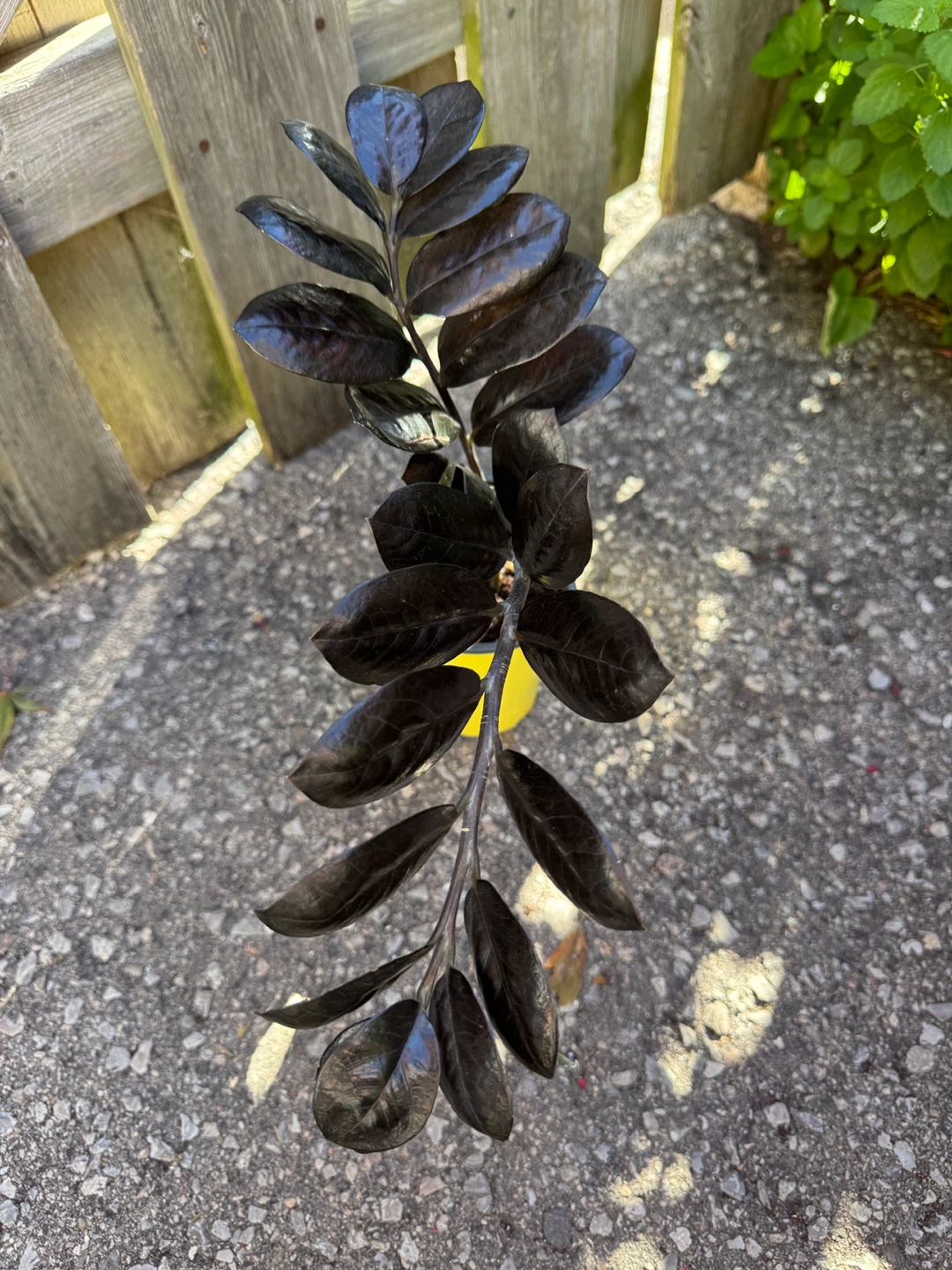 Raven ZZ Indoor Houseplant - photo 4