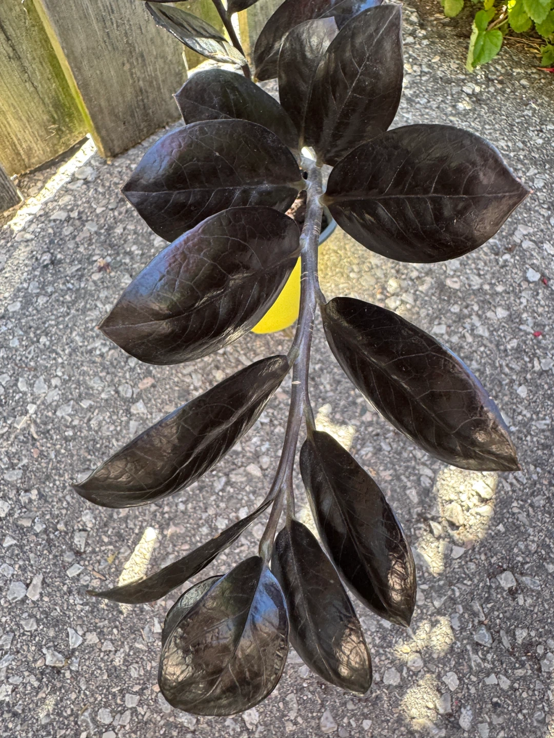 Raven ZZ Indoor Houseplant - photo 5