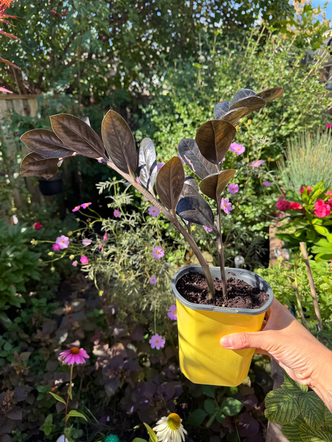 Raven ZZ Indoor Houseplant - photo 2