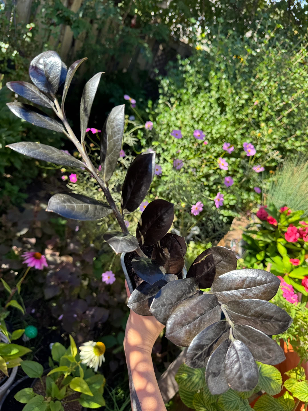 Raven ZZ Indoor Houseplant