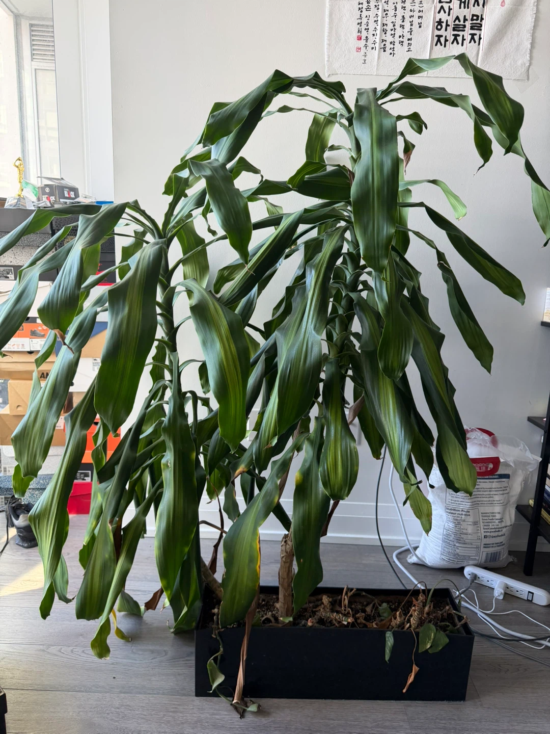 Large Indoor Dracaena Plant