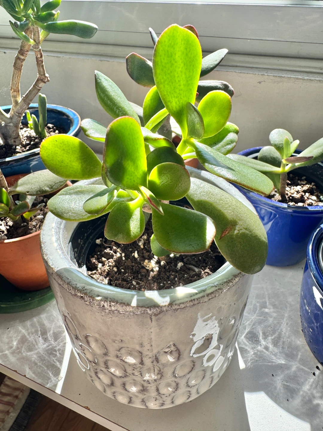 Jade Plant Indoor FULL SUN with pot