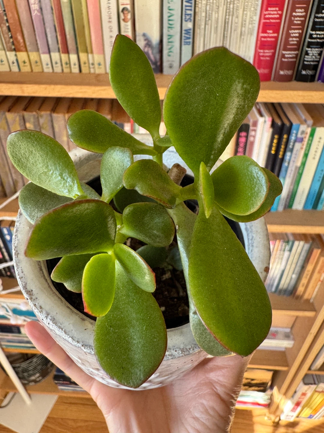 Jade Plant Indoor FULL SUN with pot - photo 2