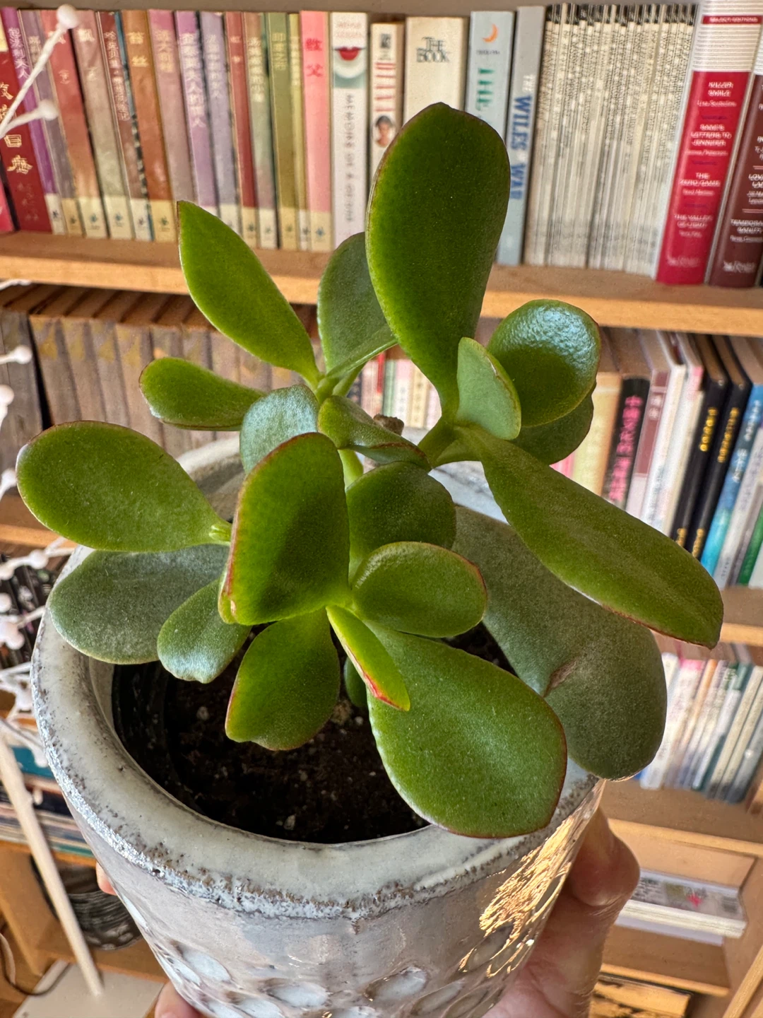 Jade Plant Indoor FULL SUN with pot - photo 3