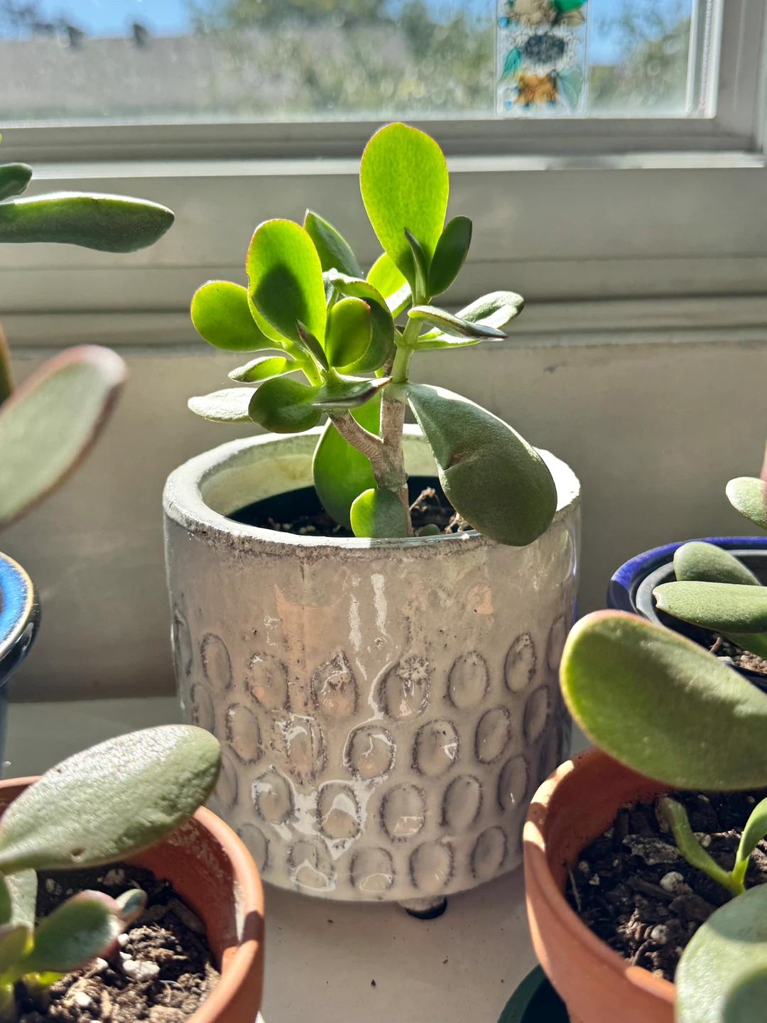Jade Plant Indoor FULL SUN with pot - photo 4