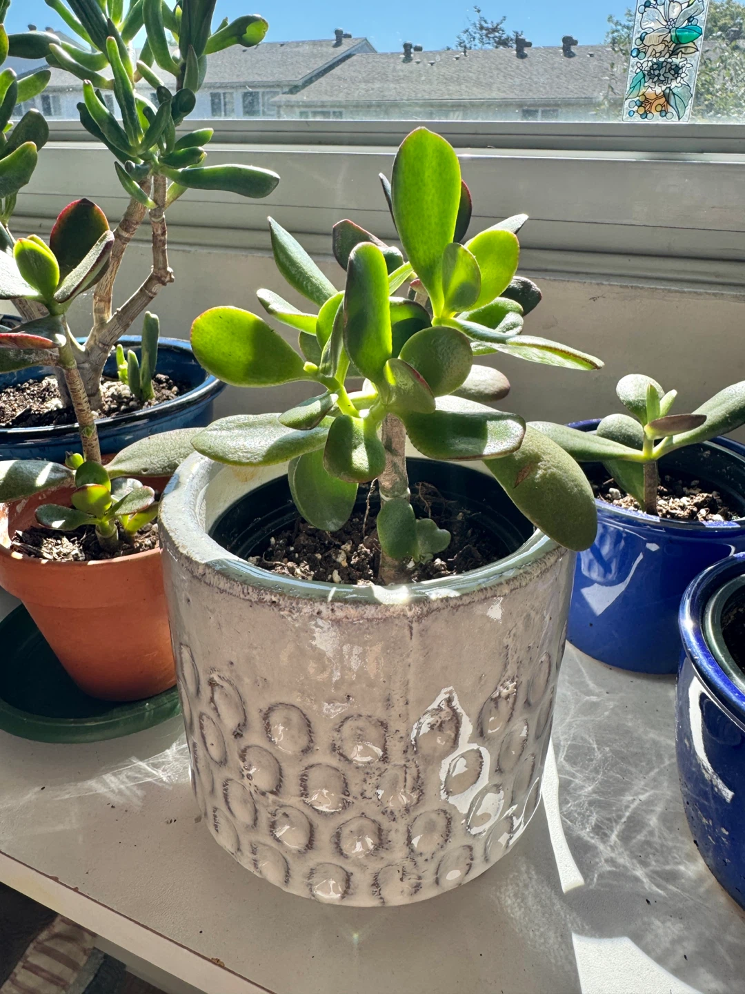 Jade Plant Indoor FULL SUN with pot - photo 5