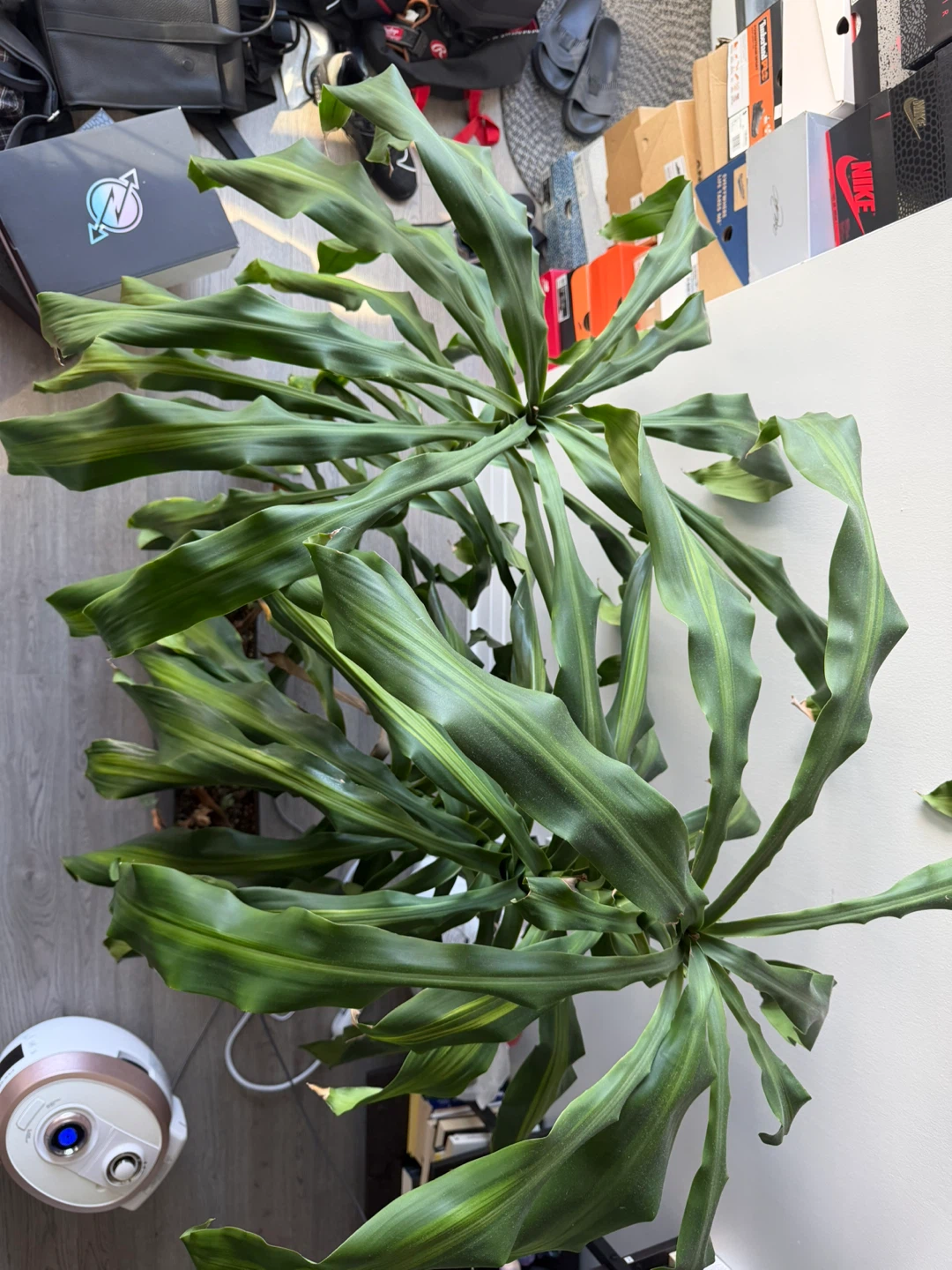 Large Indoor Dracaena Plant - photo 2
