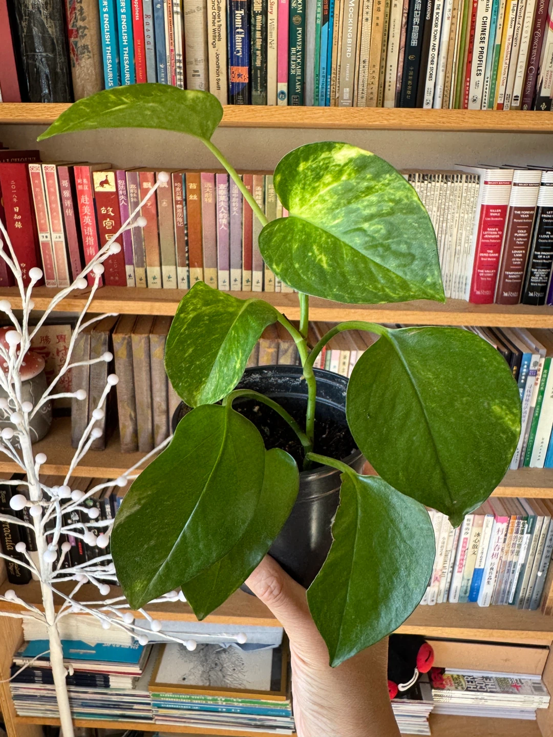 Pothos