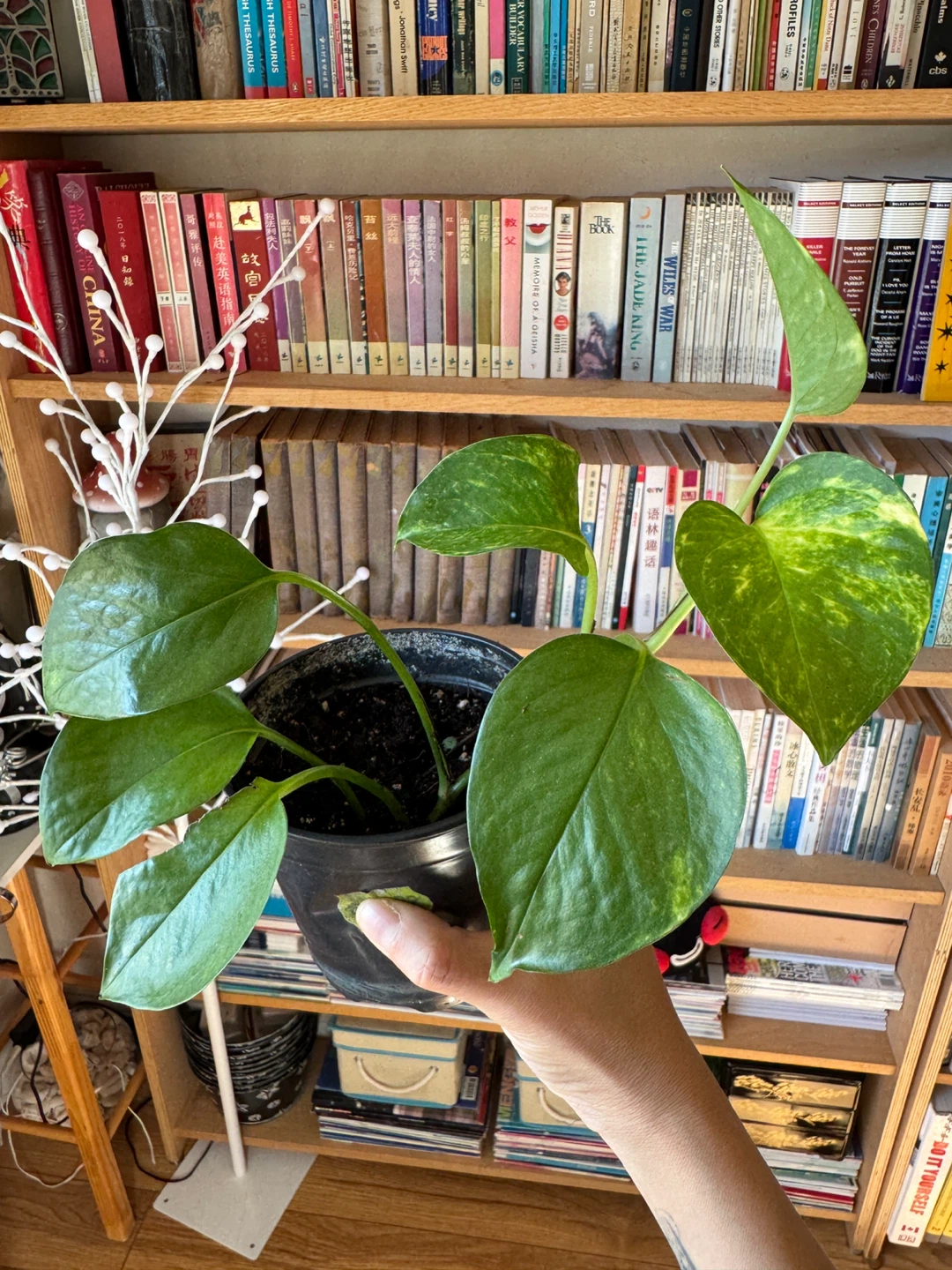 Pothos - photo 2