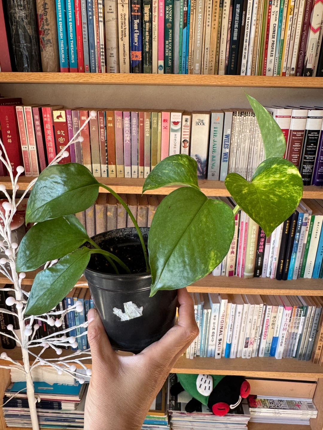 Pothos - photo 3