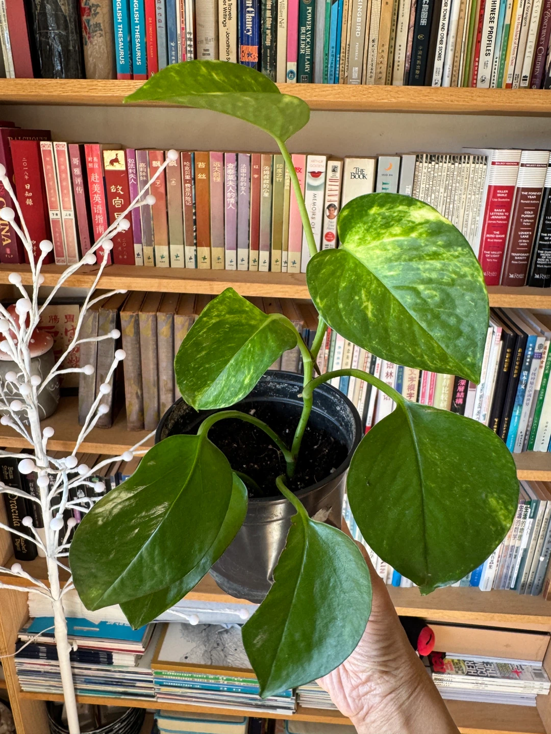 Pothos - photo 4