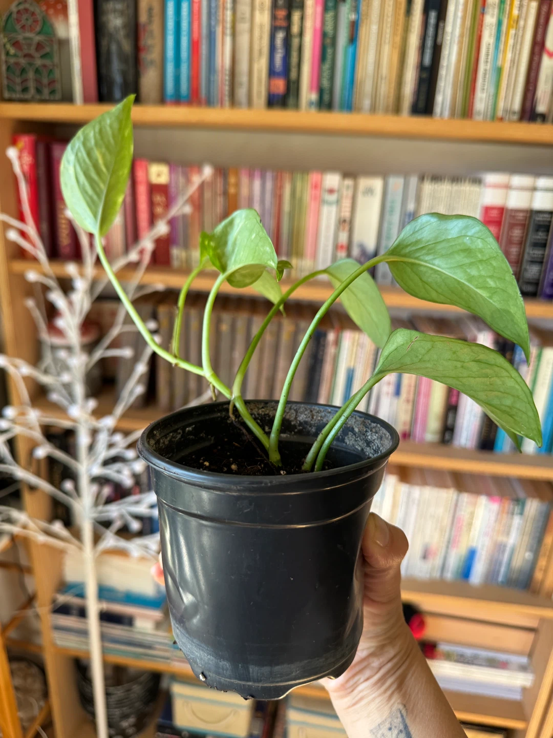 Pothos - photo 5