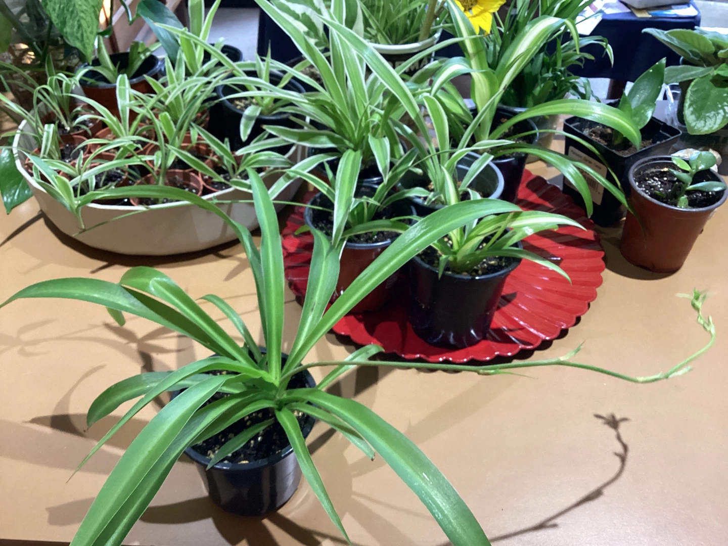 Spider Plant  - air purifiers safe plants for children and pets
