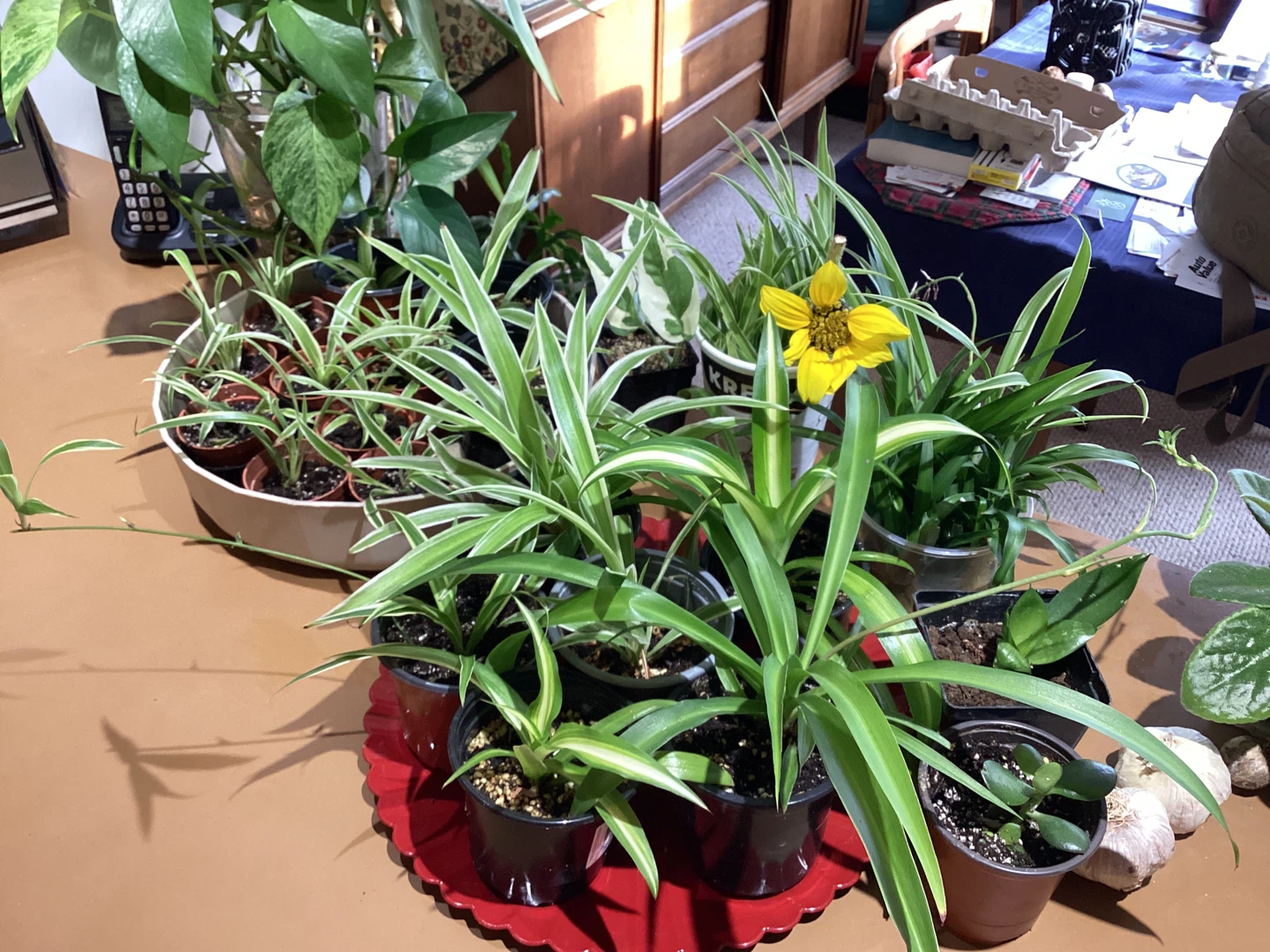 Spider Plant  - air purifiers safe plants for children and pets - photo 2