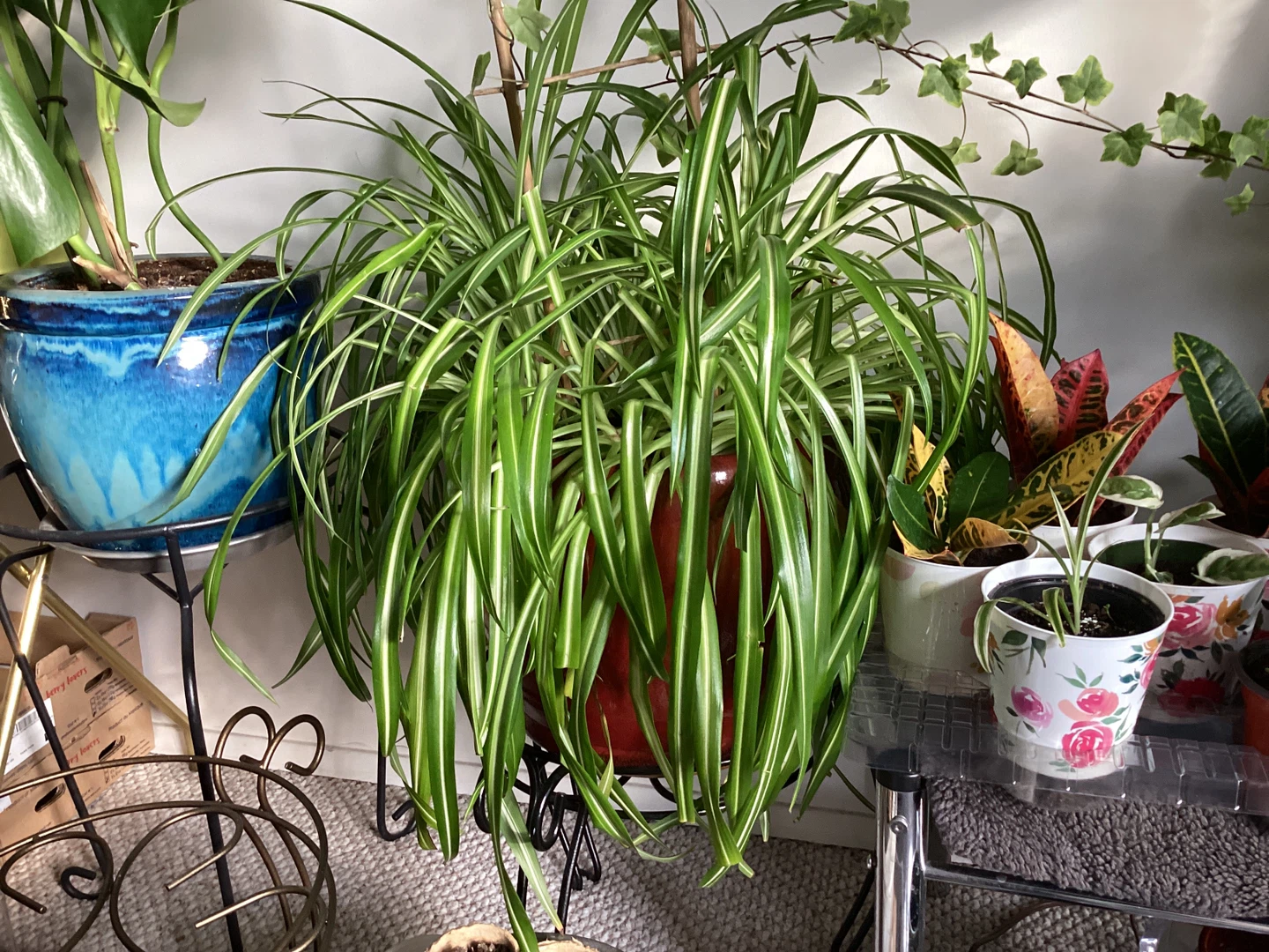 Spider Plant  - air purifiers safe plants for children and pets - photo 3