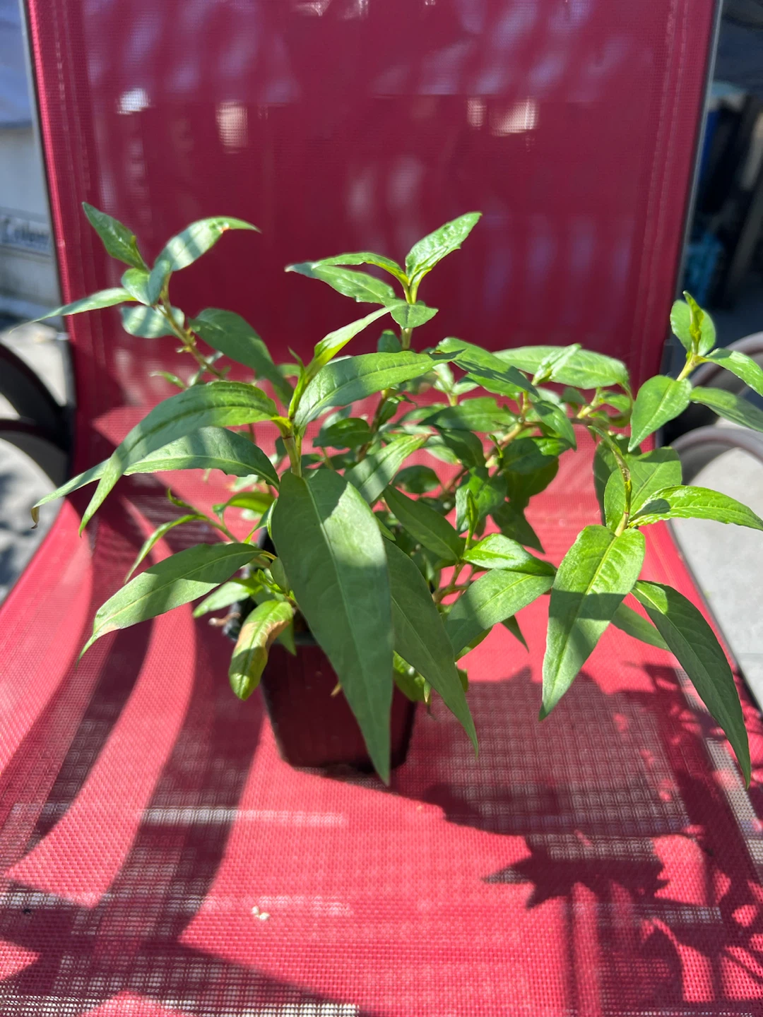 Vietnamese cilantro also called Dan Laksa