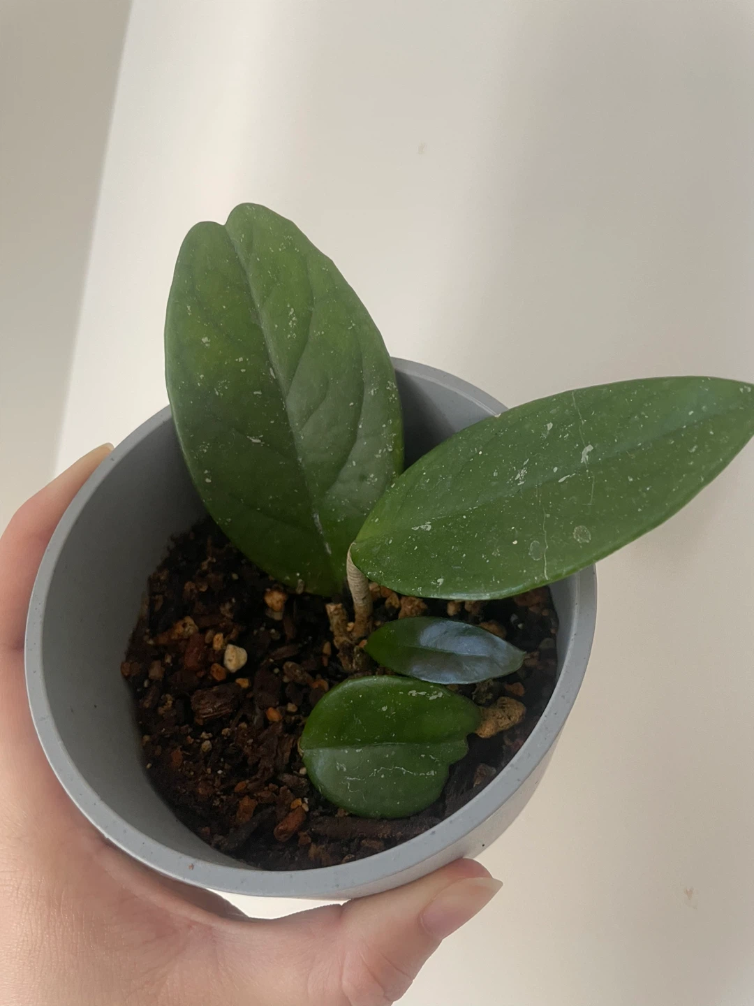 Hoya plant in grey pot