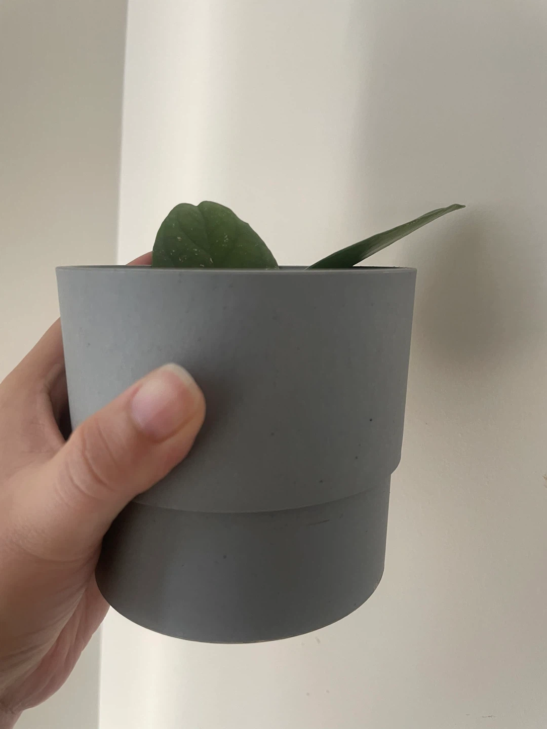 Hoya plant in grey pot - photo 2