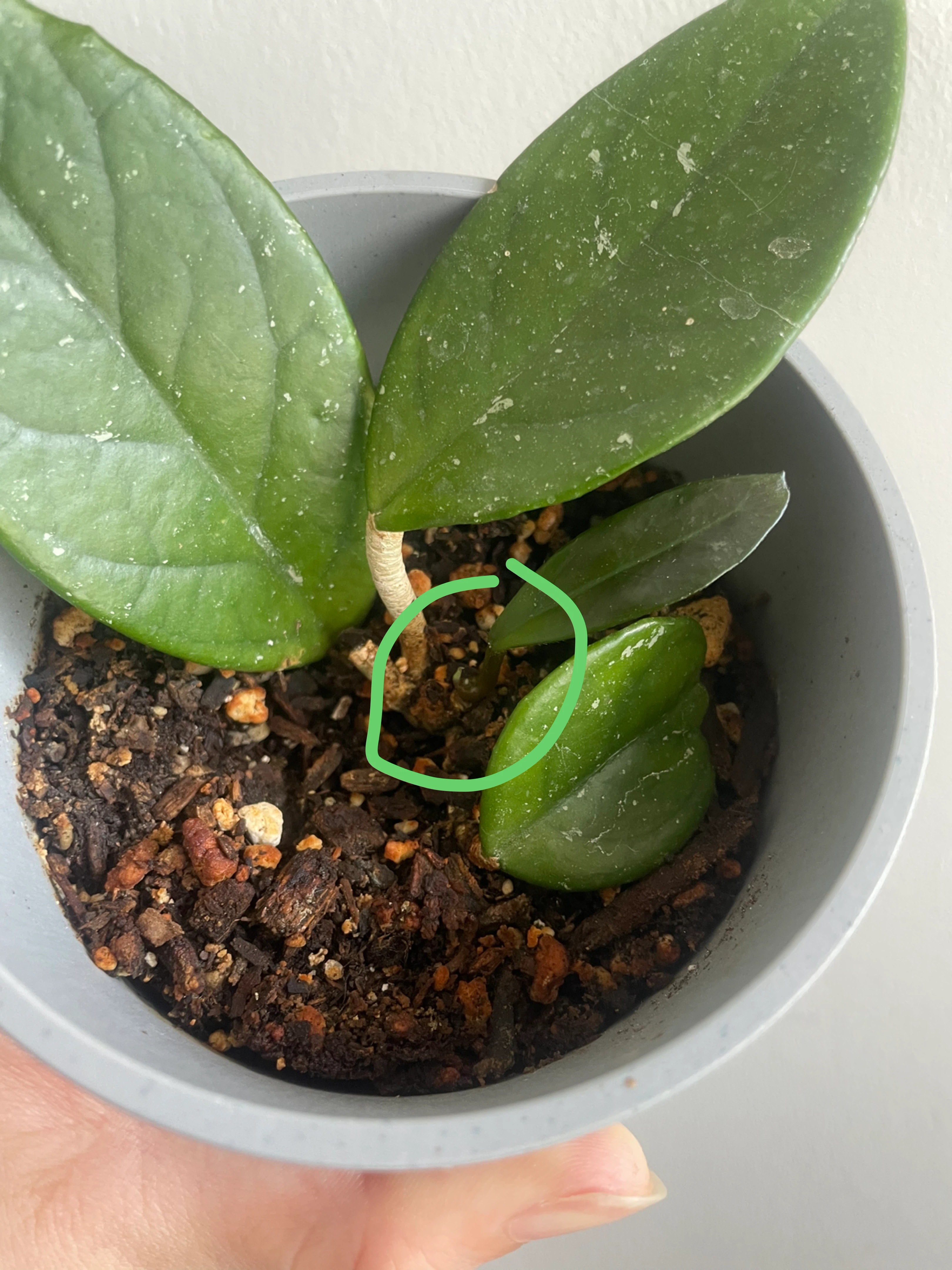 Hoya plant in grey pot - photo 3