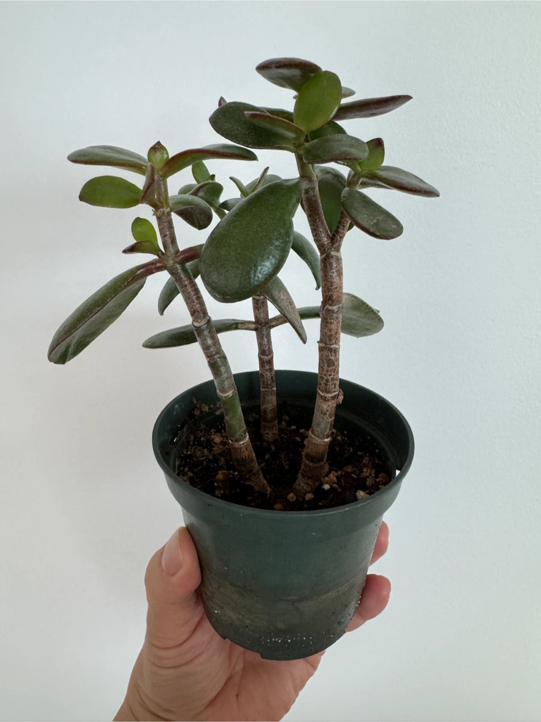Jade plant in plastic pot