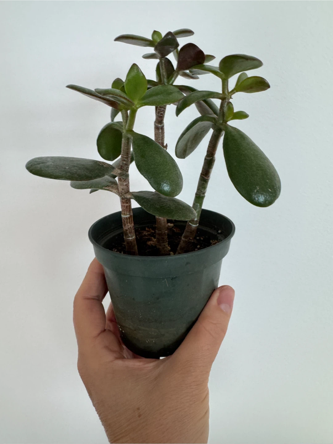 Jade plant in plastic pot - photo 2
