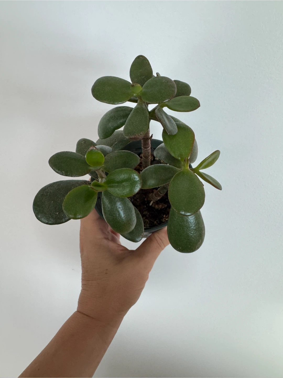 Jade plant in plastic pot - photo 3