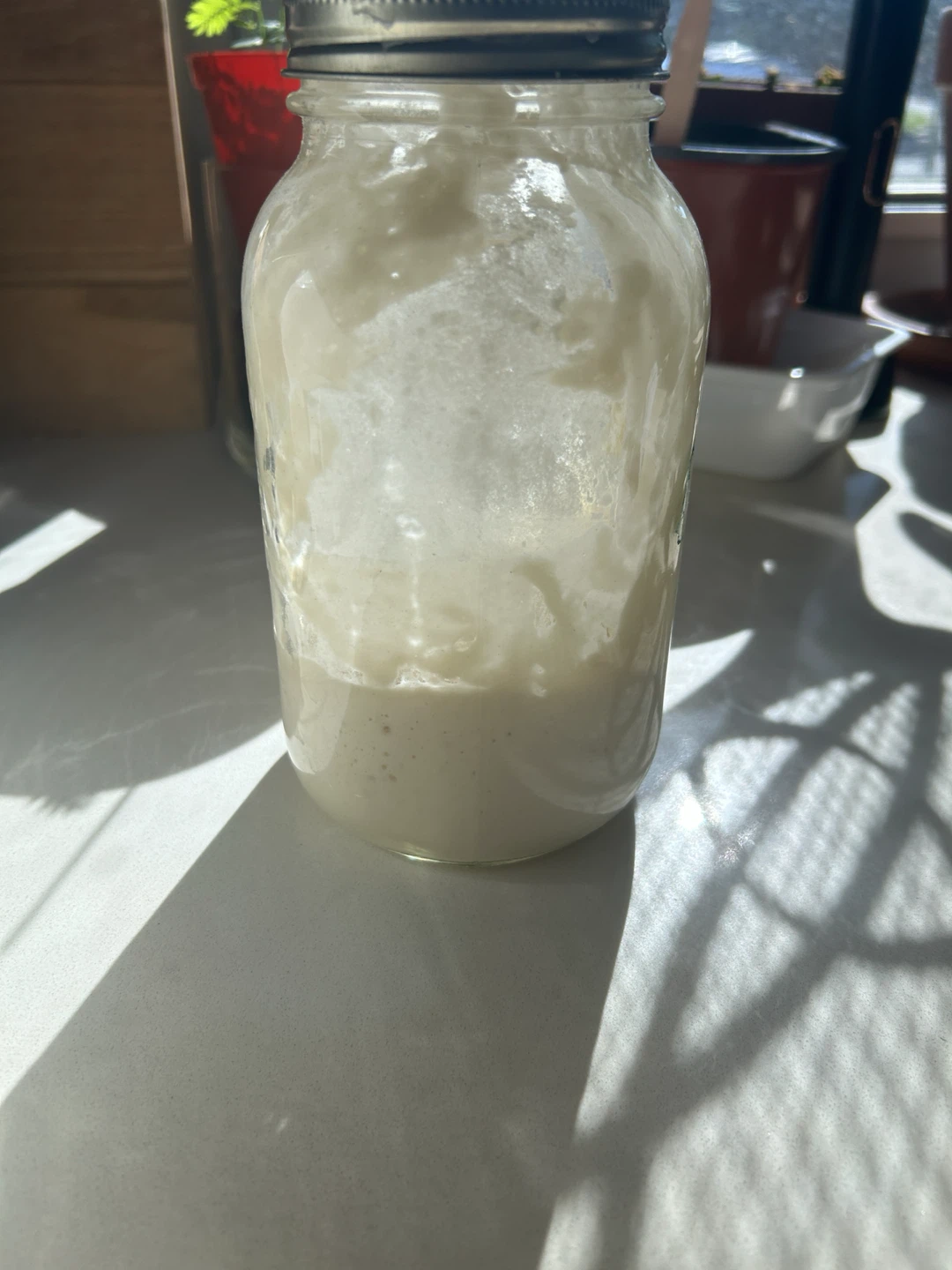 I Have Too Much Active Sourdough Starter (Keeps Growing)