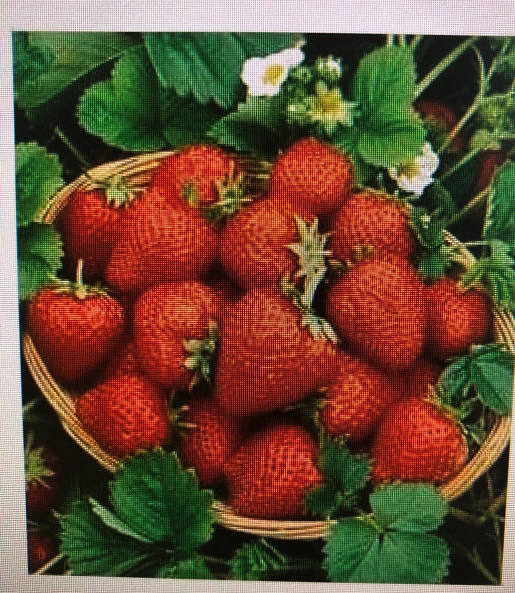 Never too late 🍓strawberry plants to plant.