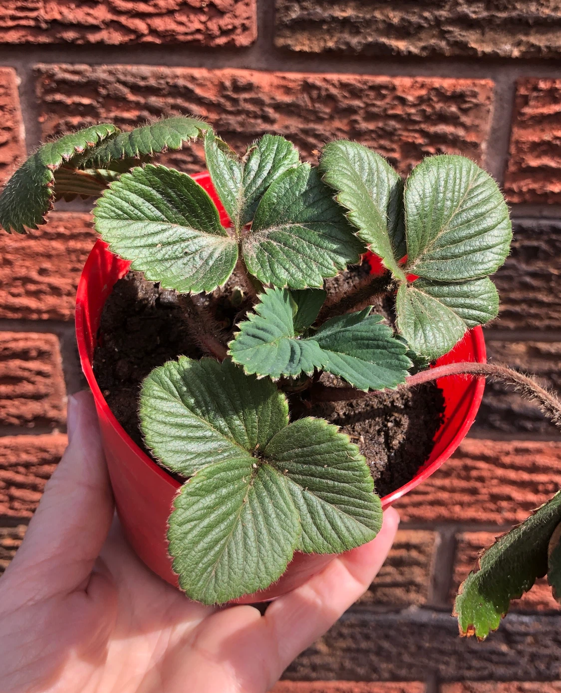 Never too late 🍓strawberry plants to plant. - photo 2