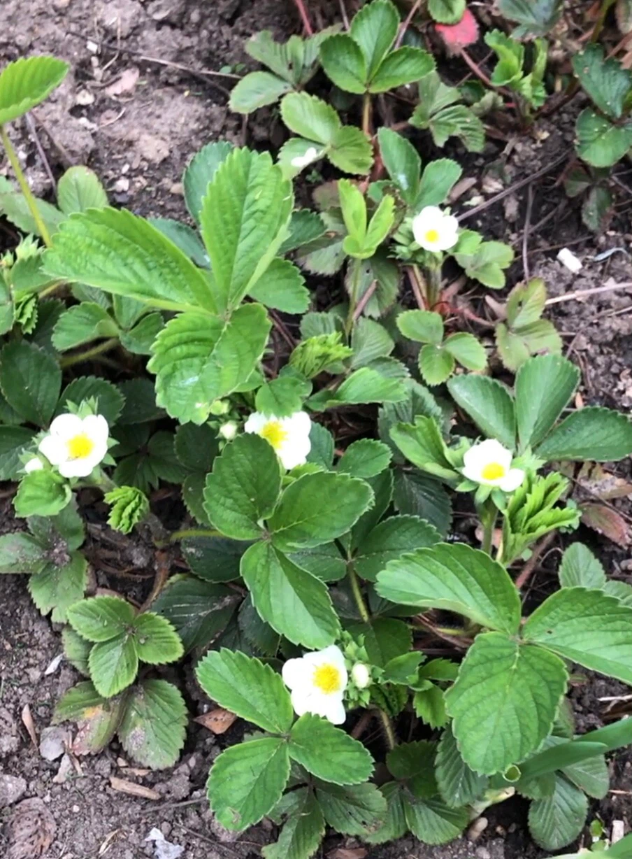 Never too late 🍓strawberry plants to plant. - photo 3