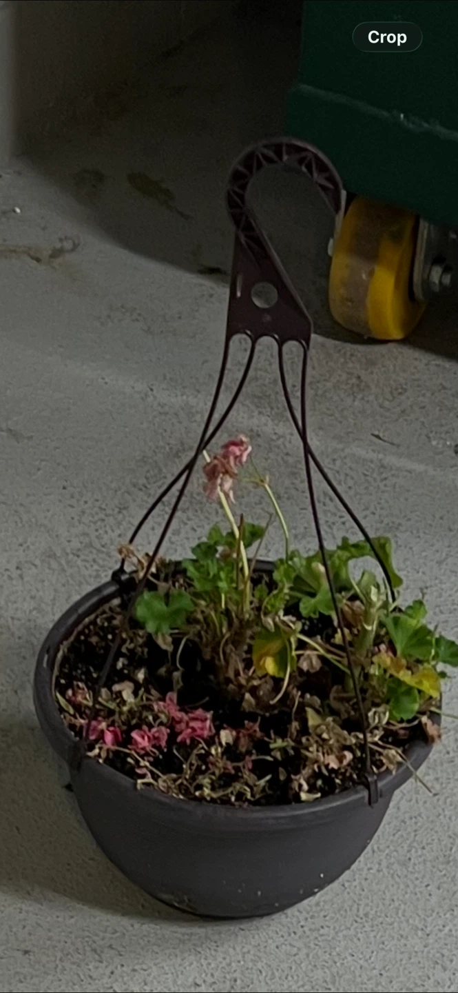 Hanging plant with brown pot