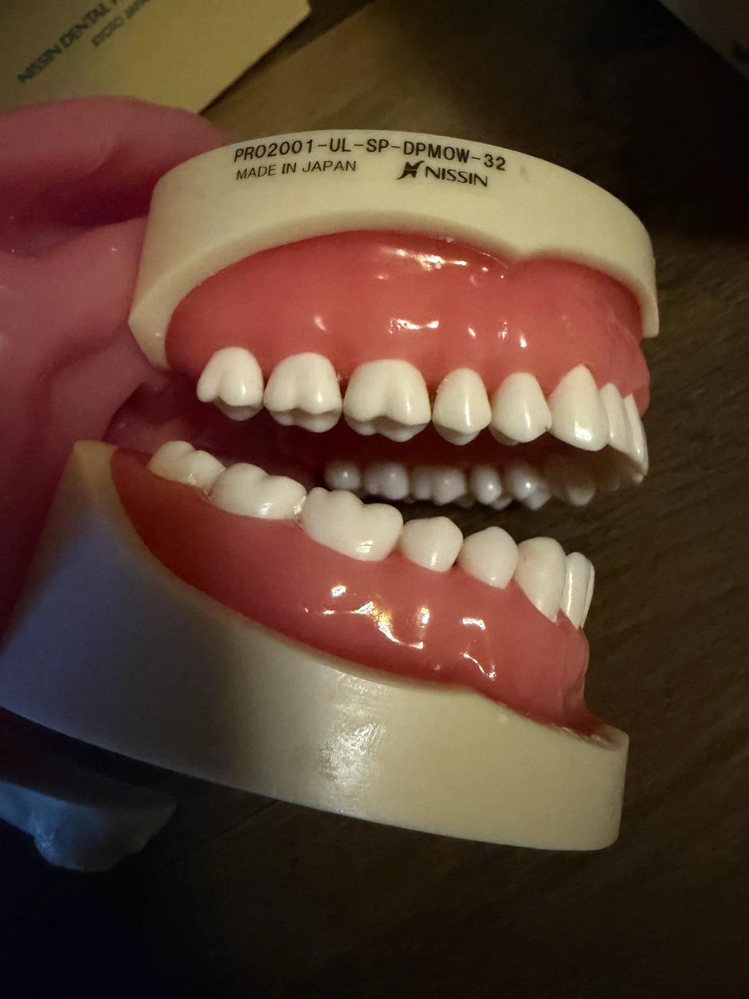 Nissin Dental Study Model PRO2001-UL-SP-DPMOW-32