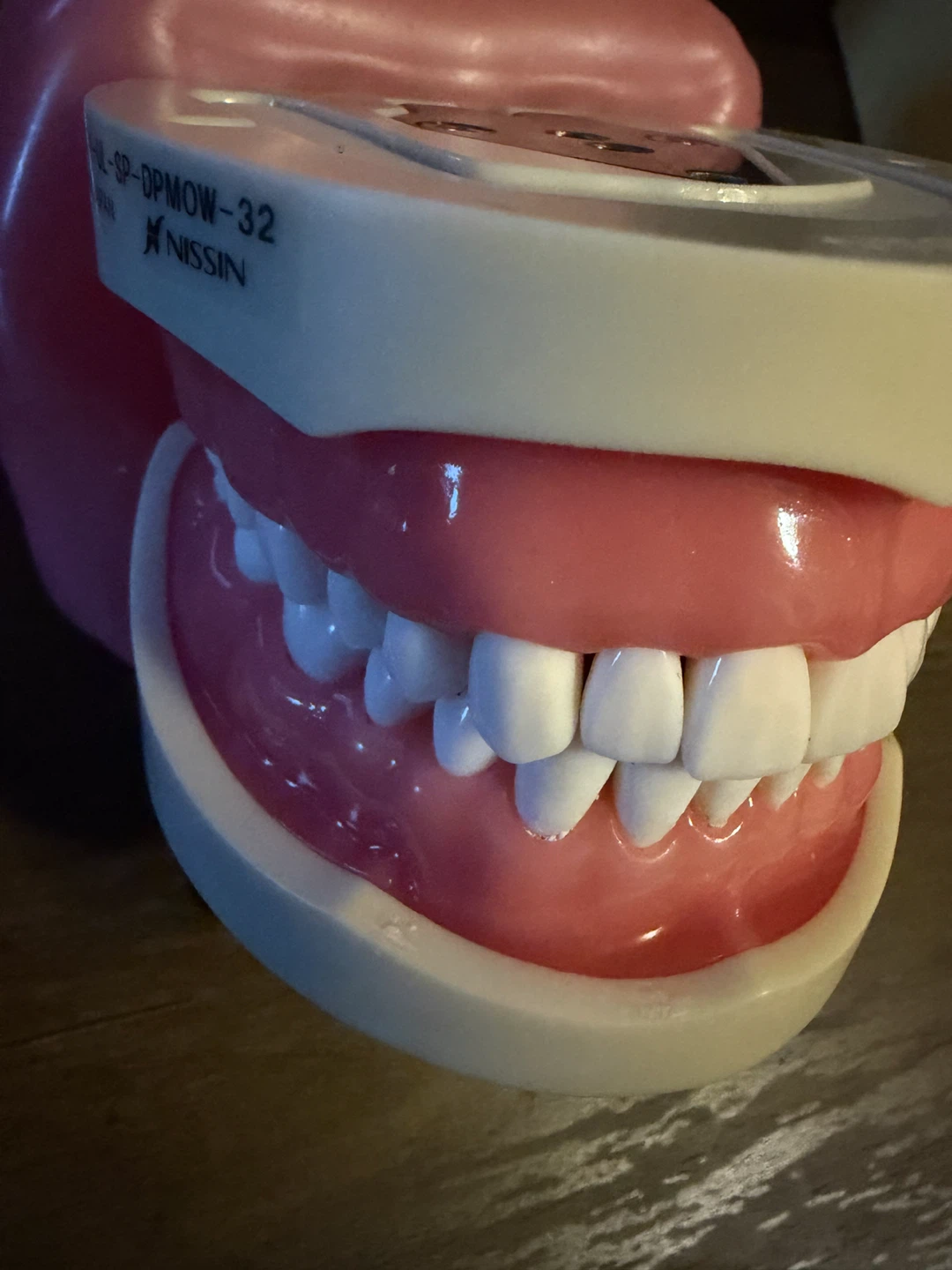 Nissin Dental Study Model PRO2001-UL-SP-DPMOW-32 - photo 2