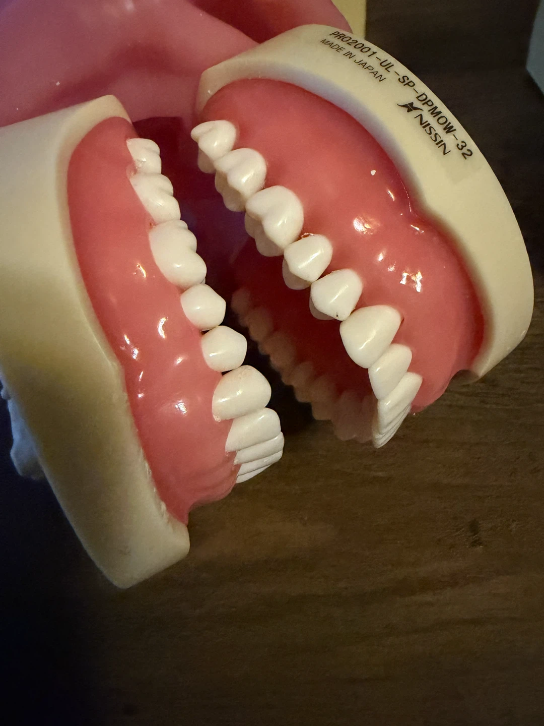Nissin Dental Study Model PRO2001-UL-SP-DPMOW-32 - photo 3