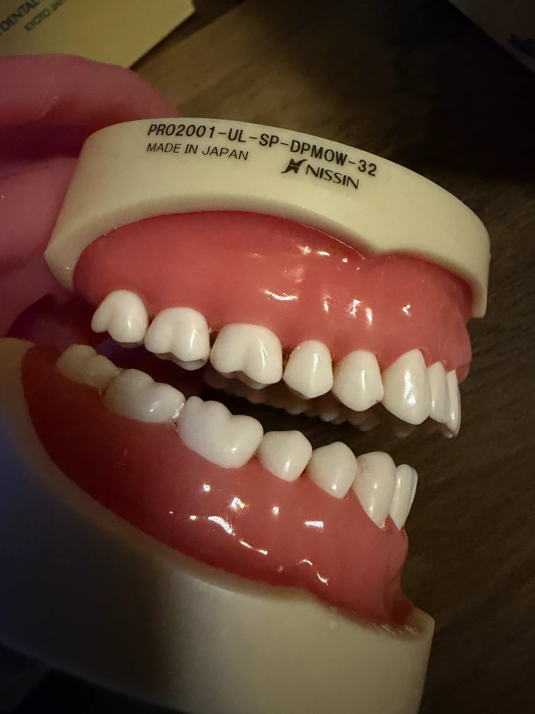 Nissin Dental Study Model PRO2001-UL-SP-DPMOW-32 - photo 4