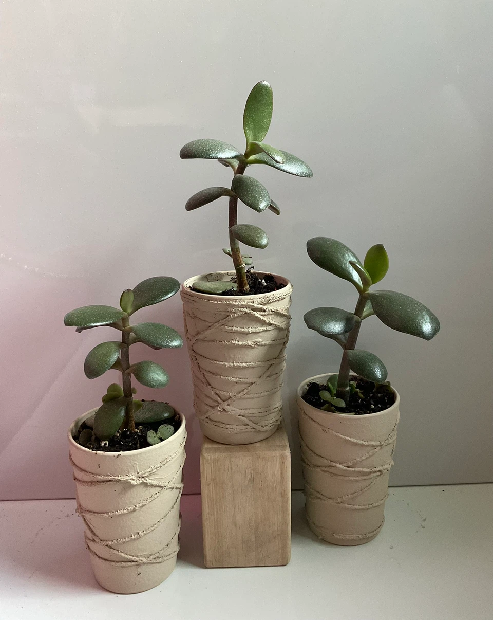 Potted Jade Plants in cream textured containers