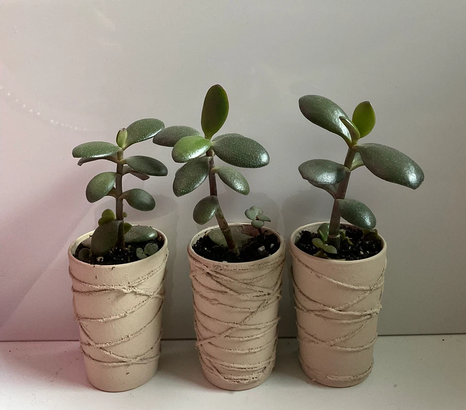 Potted Jade Plants in cream textured containers - photo 2